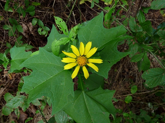 {Smallanthus uvedalia}